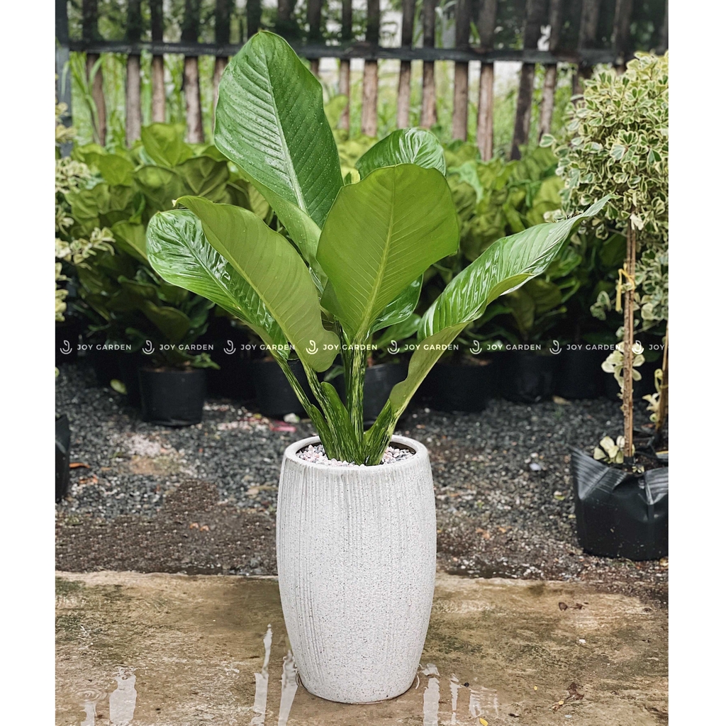 Đại phú gia [Chậu xám nhỏ]