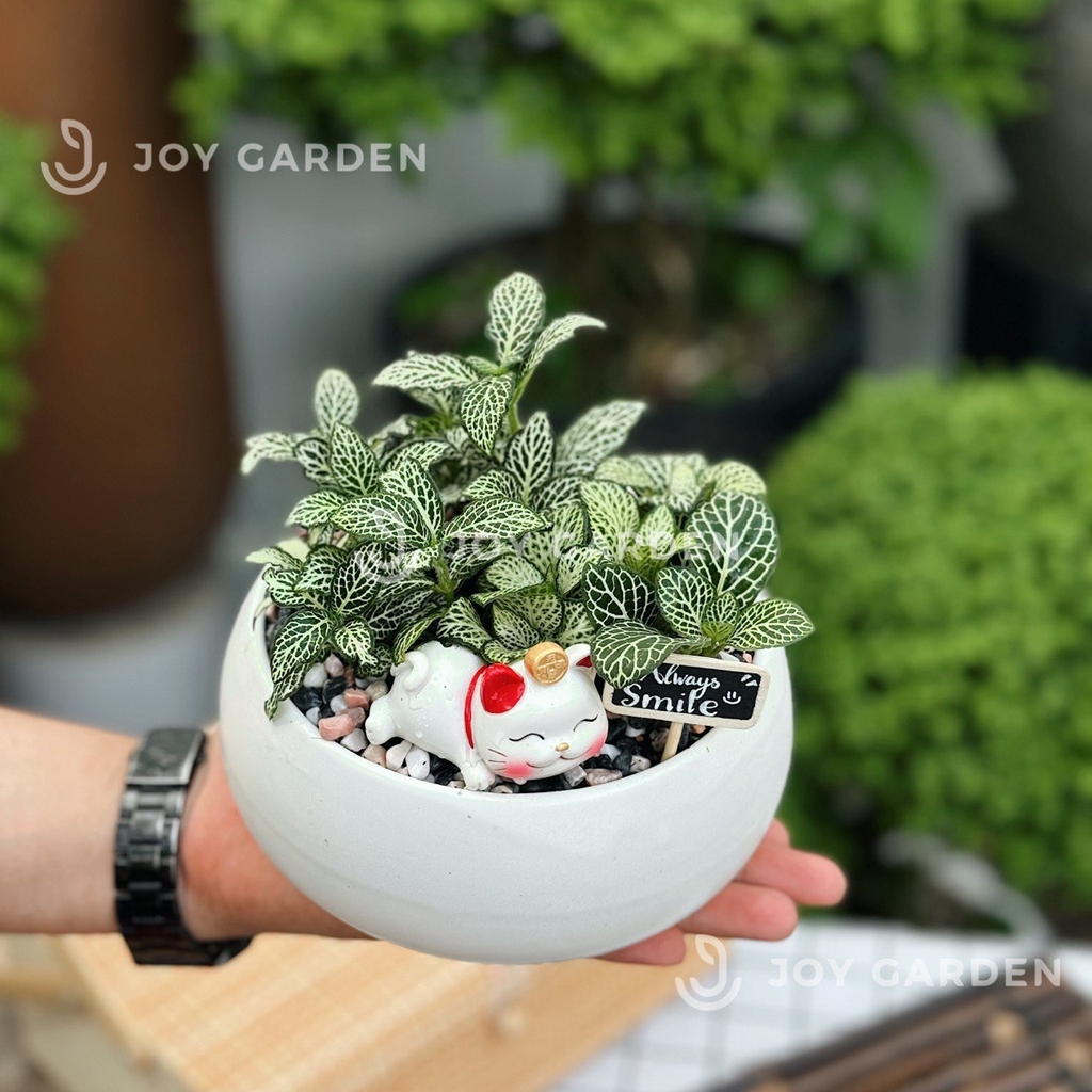 Lá may mắn xanh [Chậu DL14]