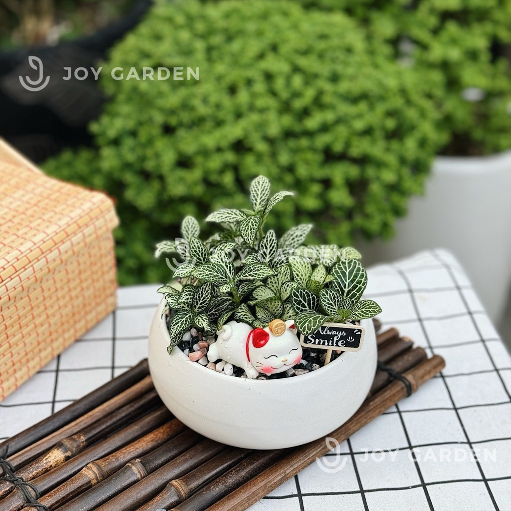 Lá may mắn xanh [Chậu DL14]