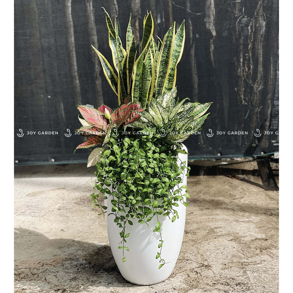 Set Lọc Không Khí lớn [Chậu ly trắng]