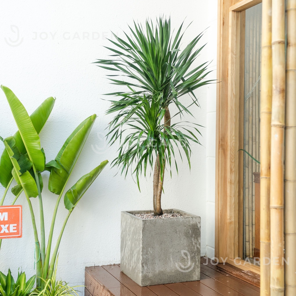 Chậu Ximang Vuông [Square Concrete Planter] (D35H35)