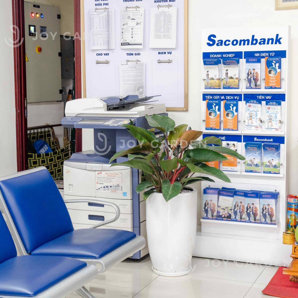 Đế vương đỏ [Chậu ly trắng]