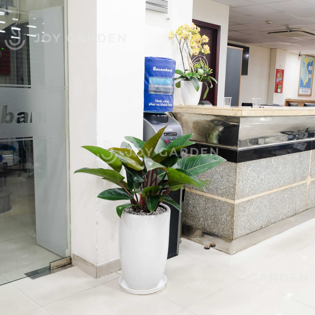 Đế vương đỏ [Chậu ly trắng]