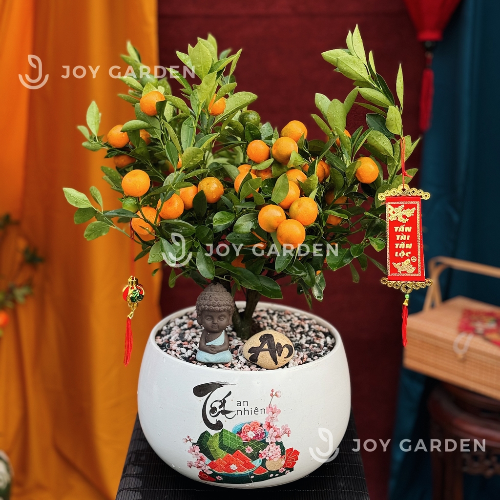 Quất hoàng kim Phú Quý [D24]