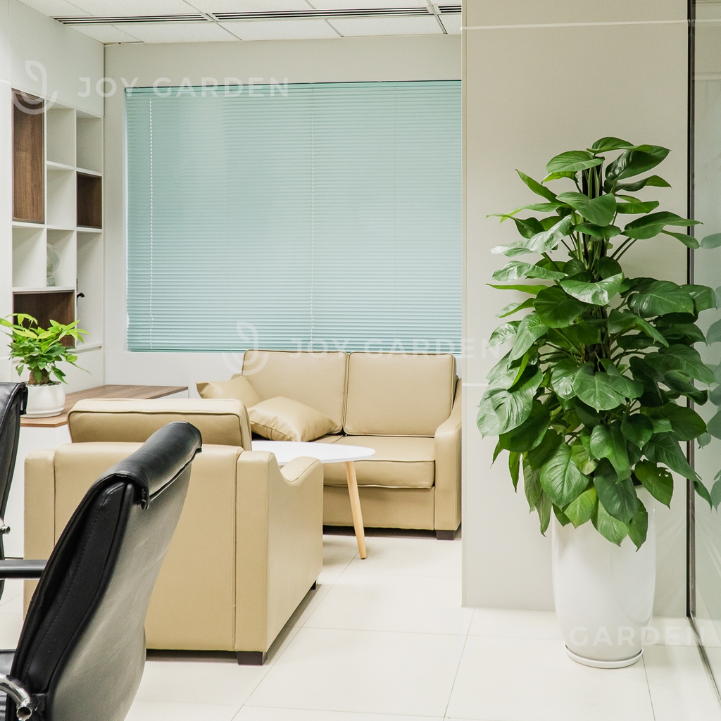 Trầu bà cột [Chậu ly trắng]