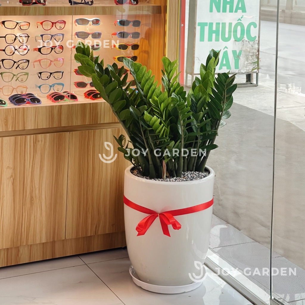 Kim tiền Đại [Chậu ly trắng]