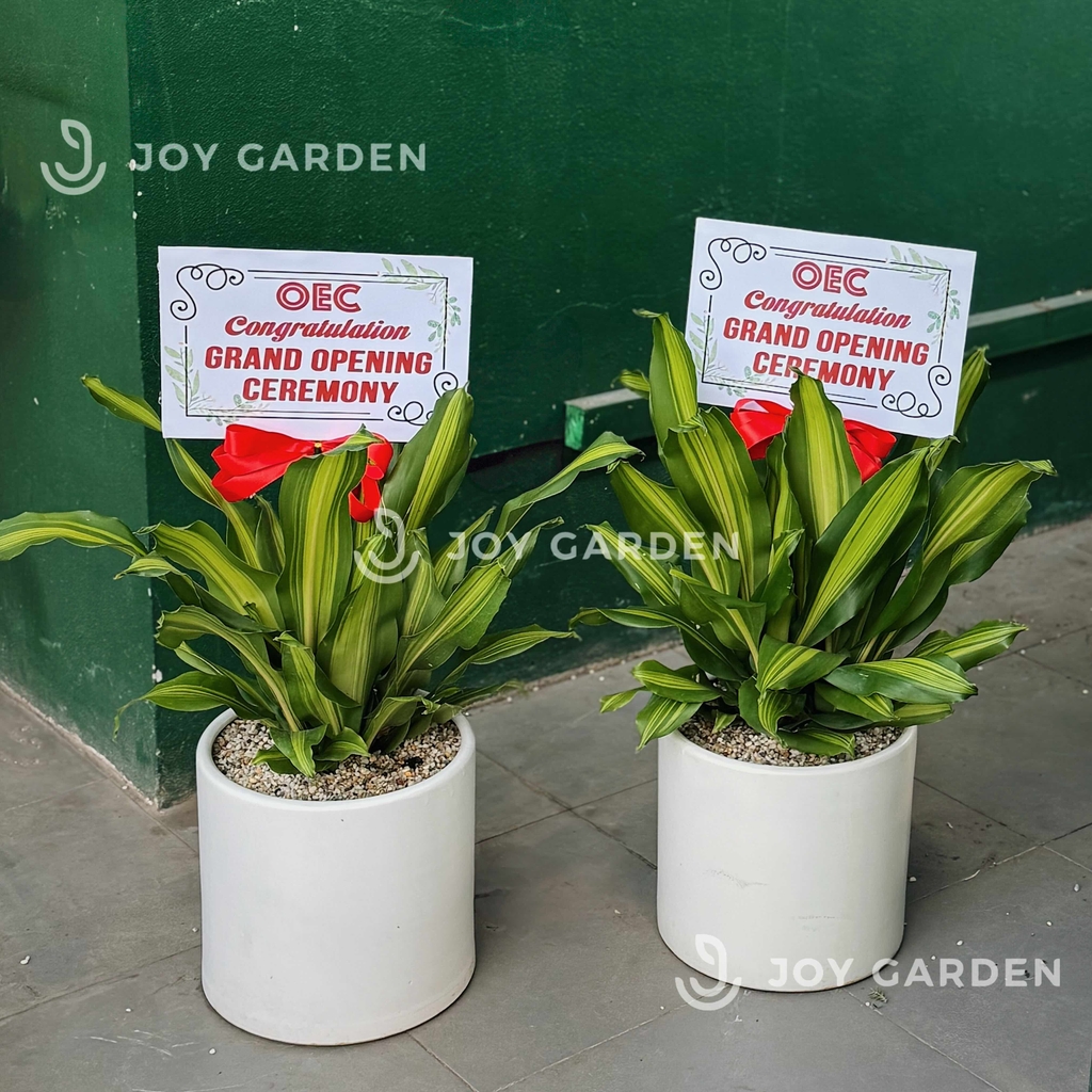 Phát Tài sọc vàng [Chậu T28]