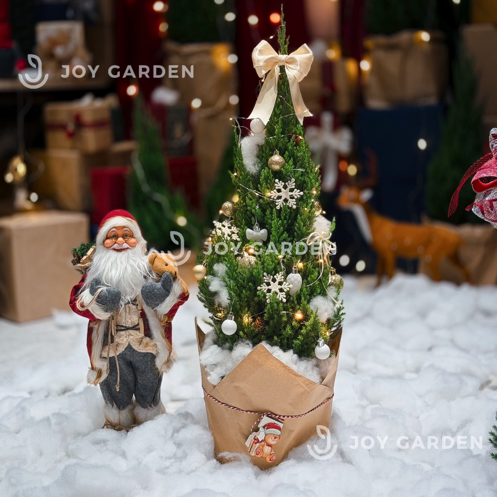 Set Tùng [Golden Noel] Size L