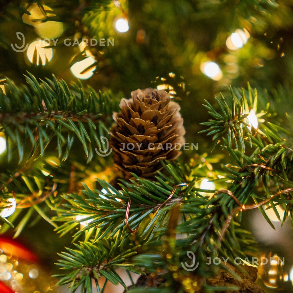 Trái Thông Khô [Size 3-5cm]