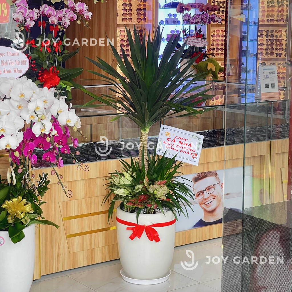 Set Phát tài Phát lộc [Chậu ly trắng]