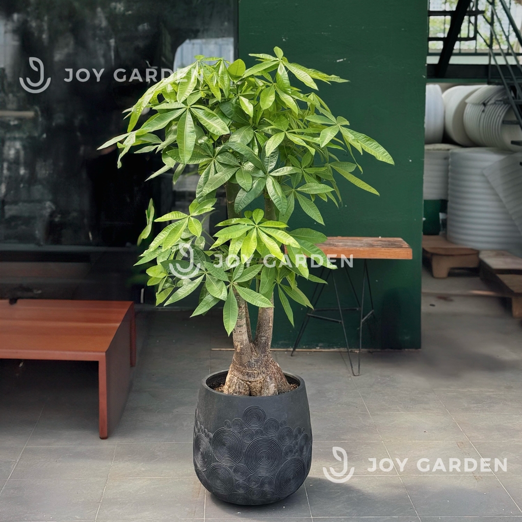 Kim ngân Phúc Lộc Thọ [Chậu Composite]