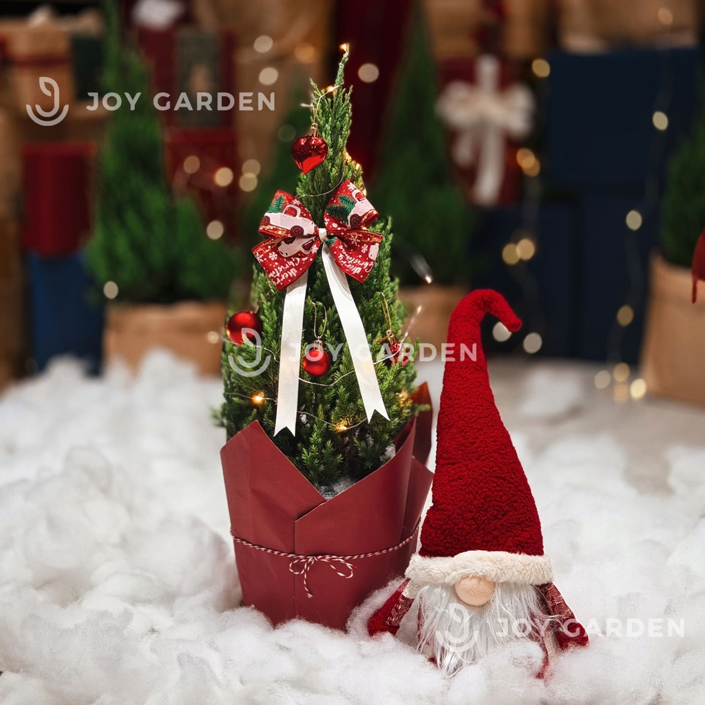 Set Tùng [Classic Red] Size M