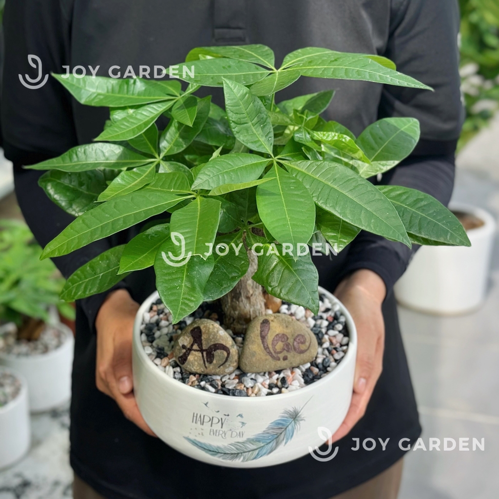 Kim ngân An Lạc [Chậu TL20]