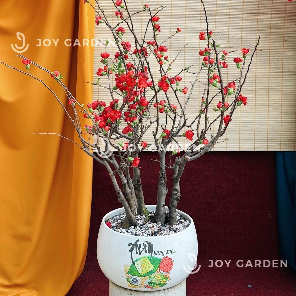 Mai đỏ [Tam Phúc]