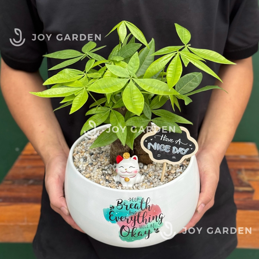 Kim ngân 3 củ [Chậu D18]