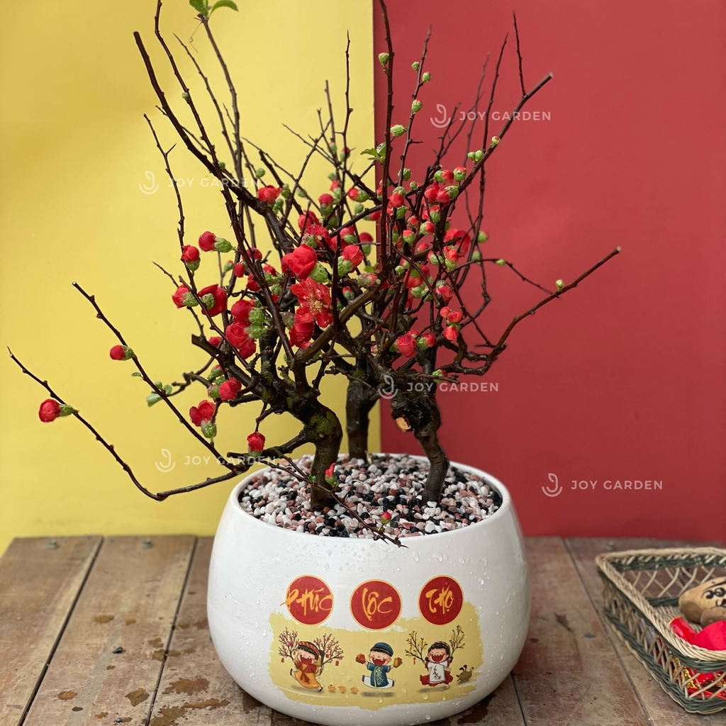 Mai đỏ [Tam Phúc]