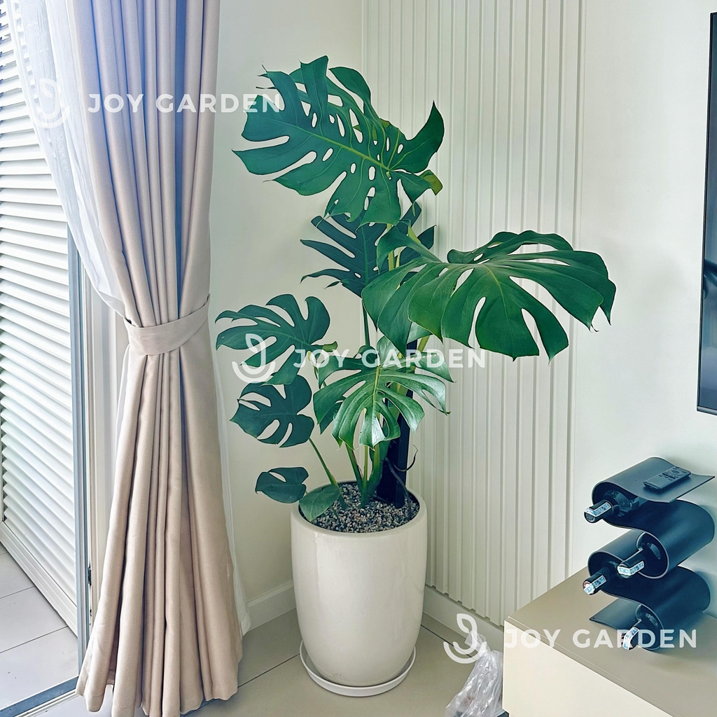 Monstera (size 140) [Chậu ly trắng]