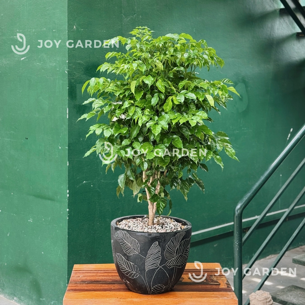 Hạnh phúc [Chậu composite]