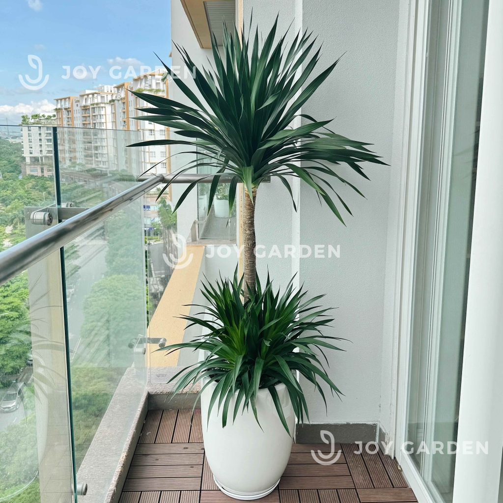 Phát Tài Núi cổ thụ [Chậu ly trắng]