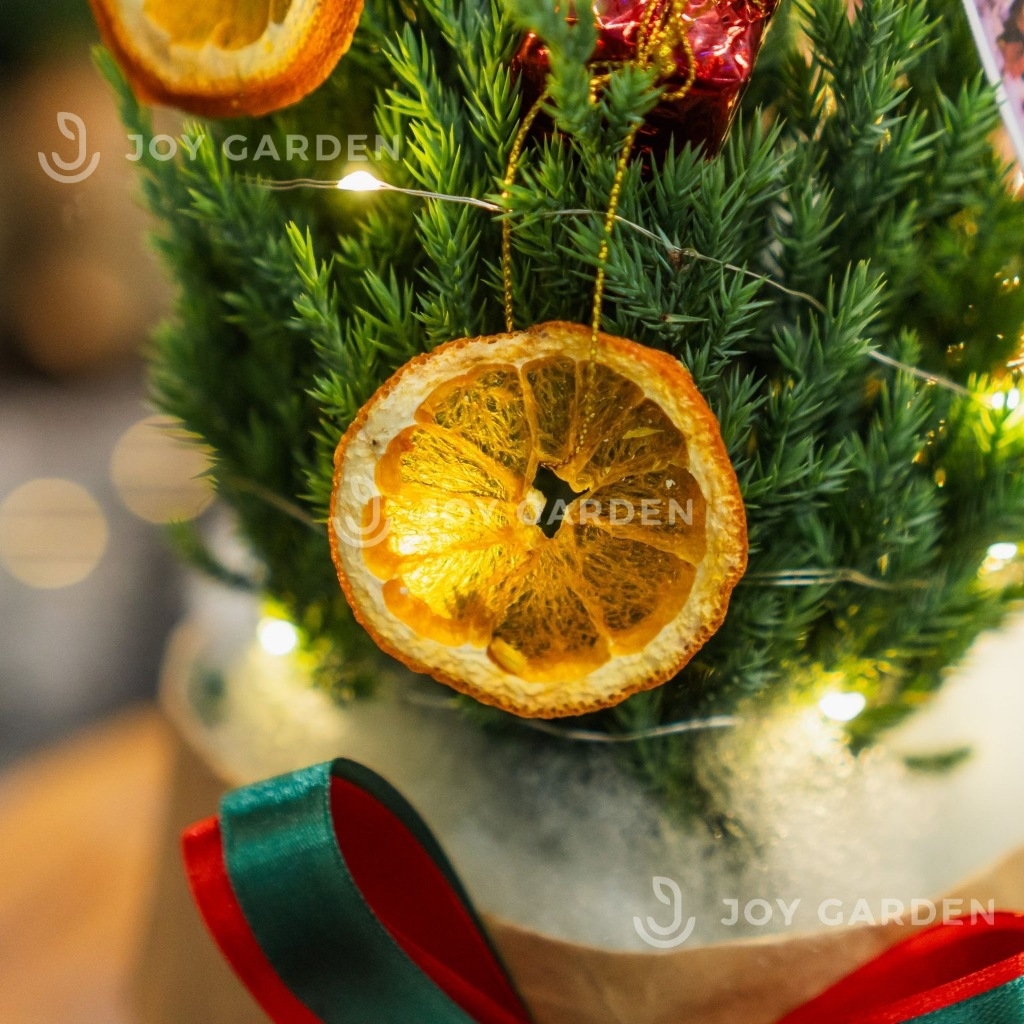 Cam sấy lát trang trí Giáng Sinh