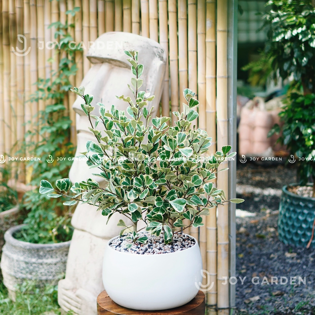 Chậu Hạt Dẻ (D24H22)