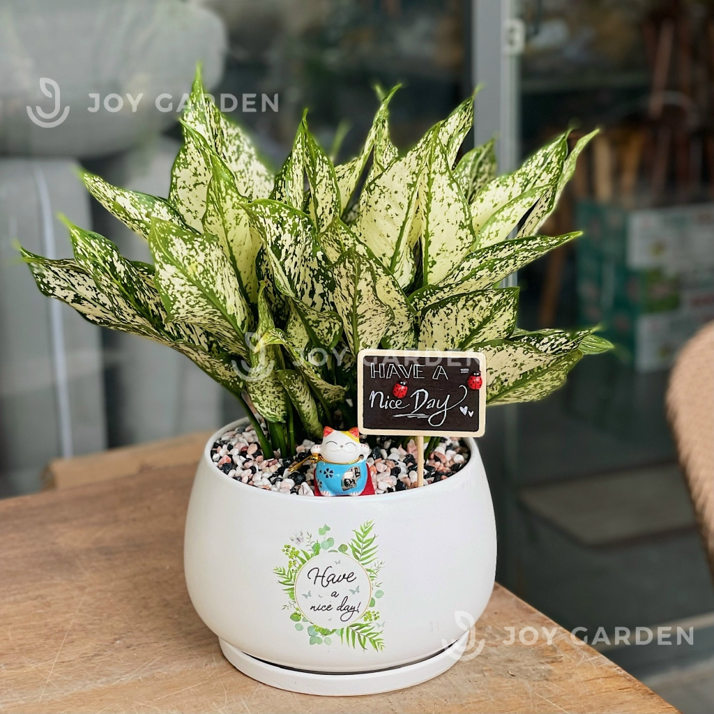 Ngọc ngân Chiêu Tài [Chậu D18]