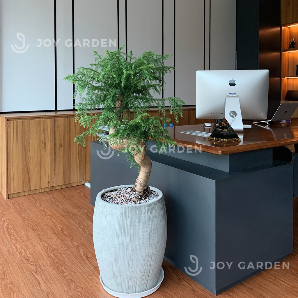 Tùng bồng lai [Chậu xám lớn]