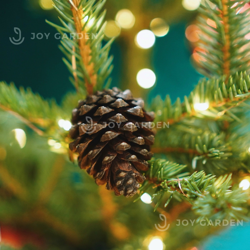 Trái Thông Khô [Size 3-5cm]