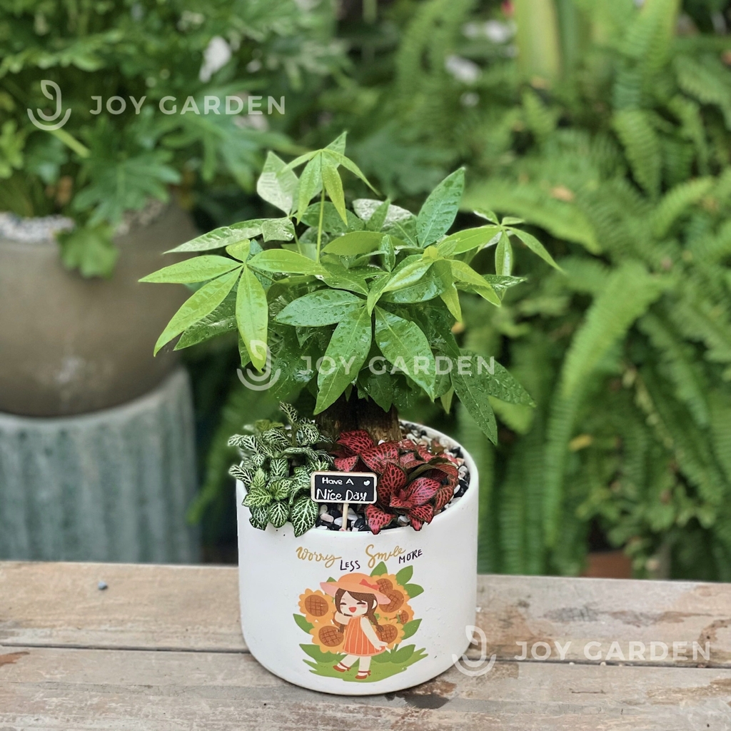 Kim ngân mix Lá may mắn [Chậu T15]