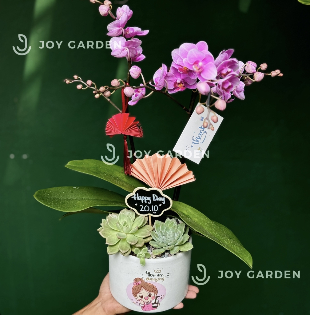 Tiểu Hồ điệp Tím [Chậu Cute]