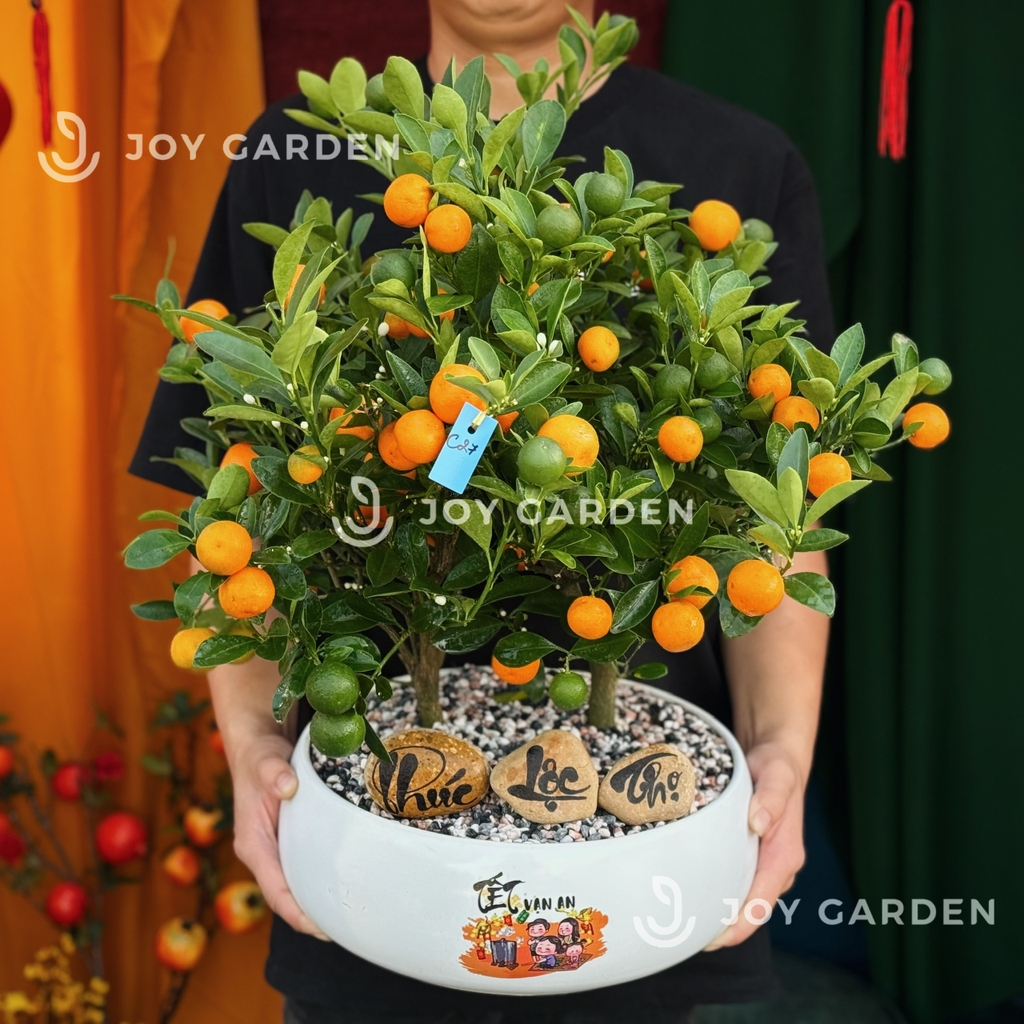 Nhị Quất Phú [DL28]