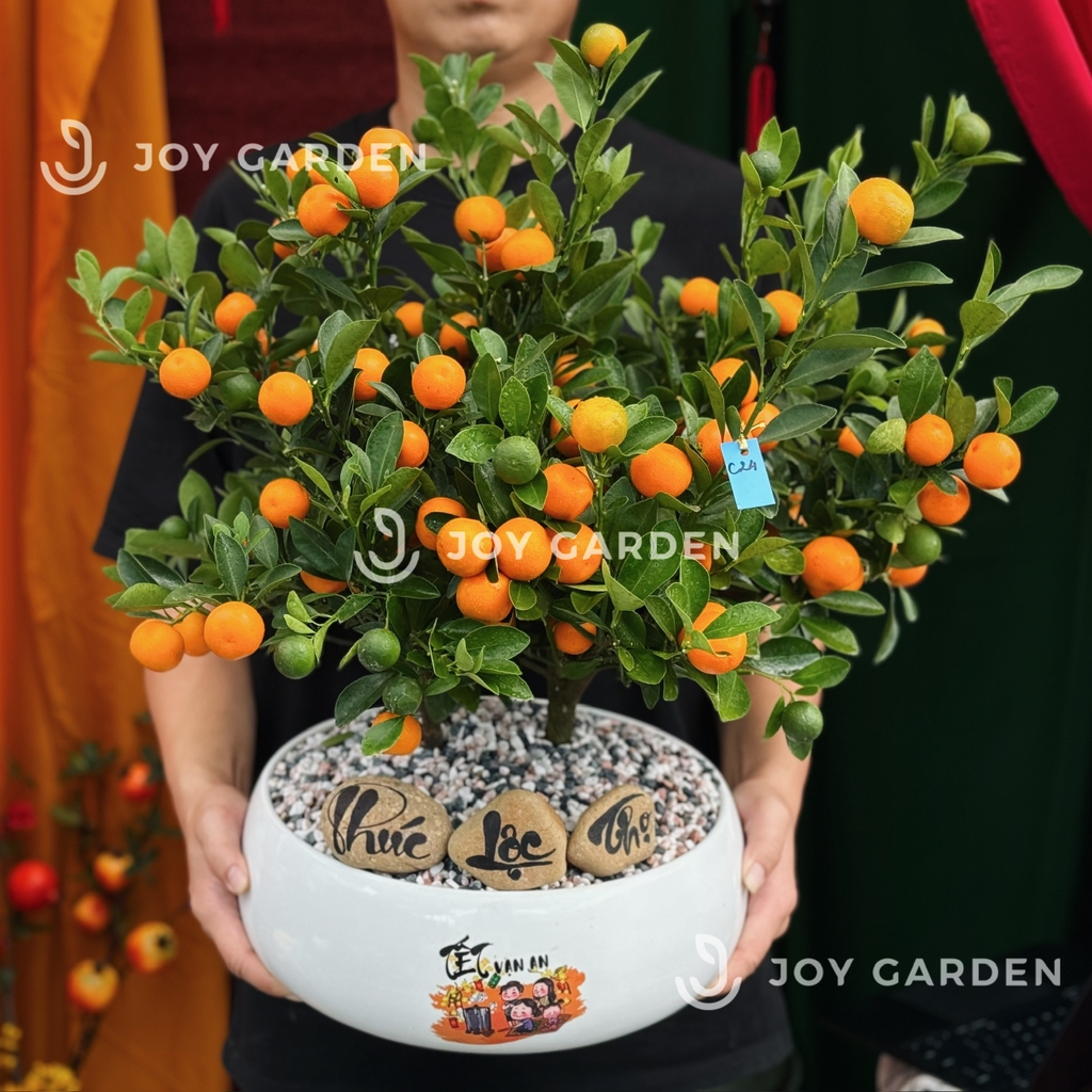 Nhị Quất Phú [DL28]