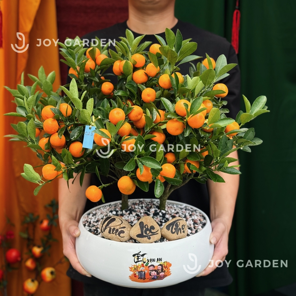 Nhị Quất Phú [DL28]