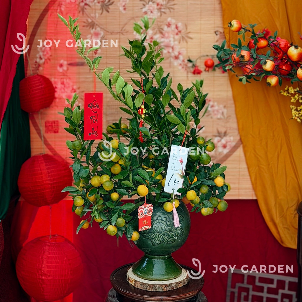 Quất hoàng kim [Bình Phúc Lộc Thọ]