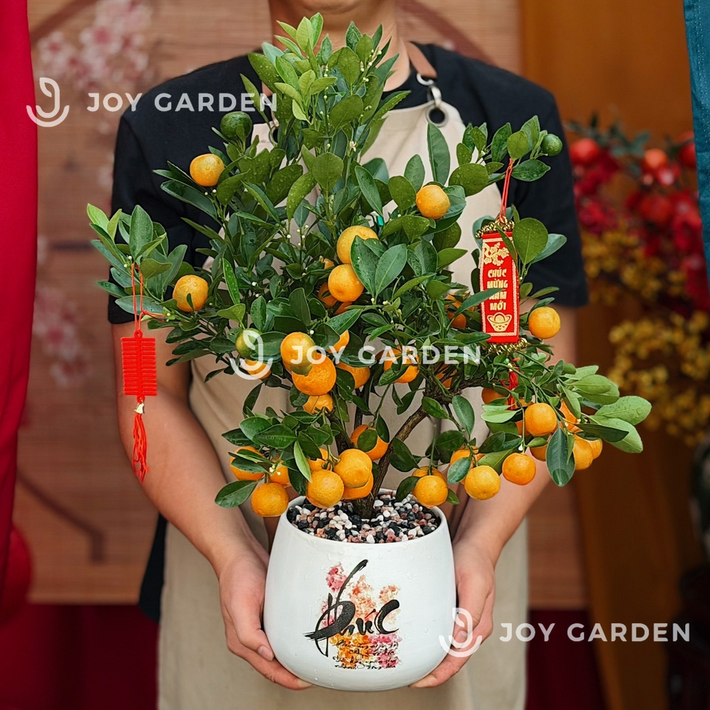 Quất hoàng kim Phúc [L16]