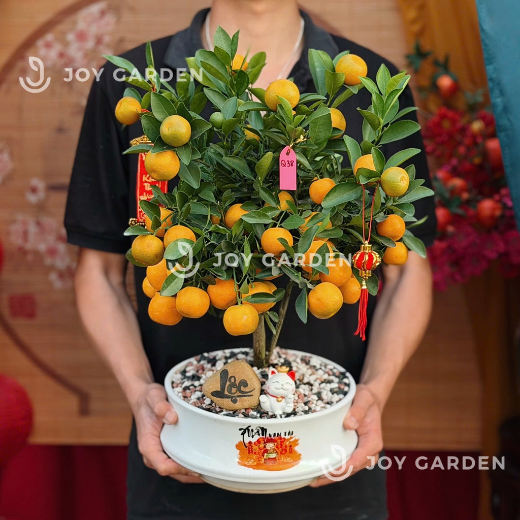 Quất hoàng kim Tài Lộc [DN23]