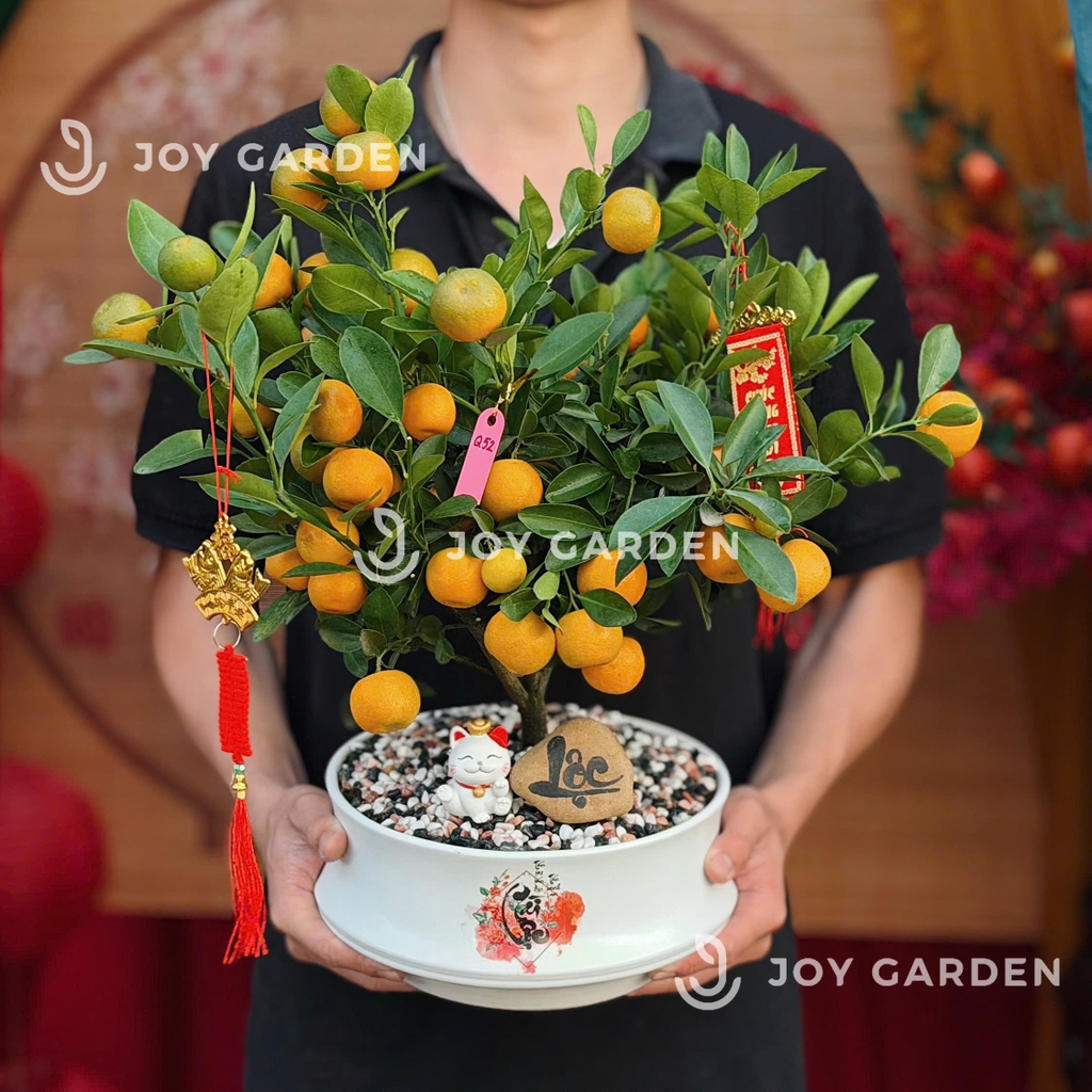 Quất hoàng kim Tài Lộc [DN23]