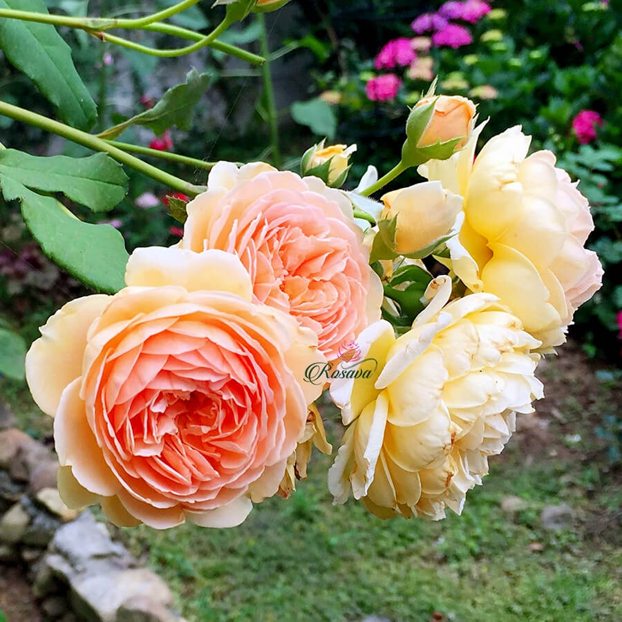 Hoa hồng leo Crown Princess Margareta Rose HienGaren