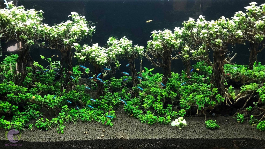 ray-thuy-sinh-loai-cay-dep-co-suc-song-manh-liet-bac-nhat