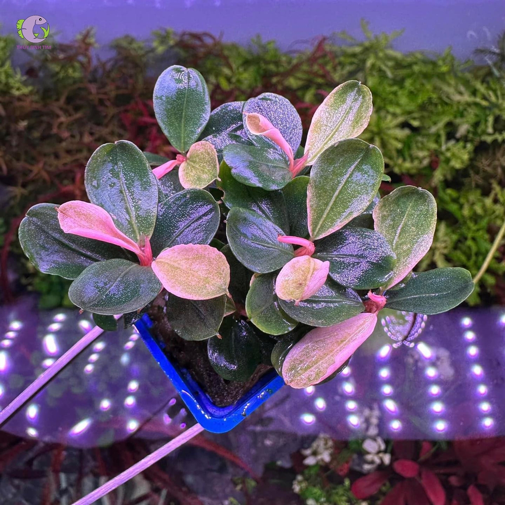 Cây Bucep Hồng-3