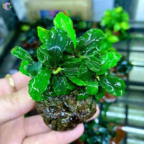 Bucep Xanh Gắn Nham Thạch