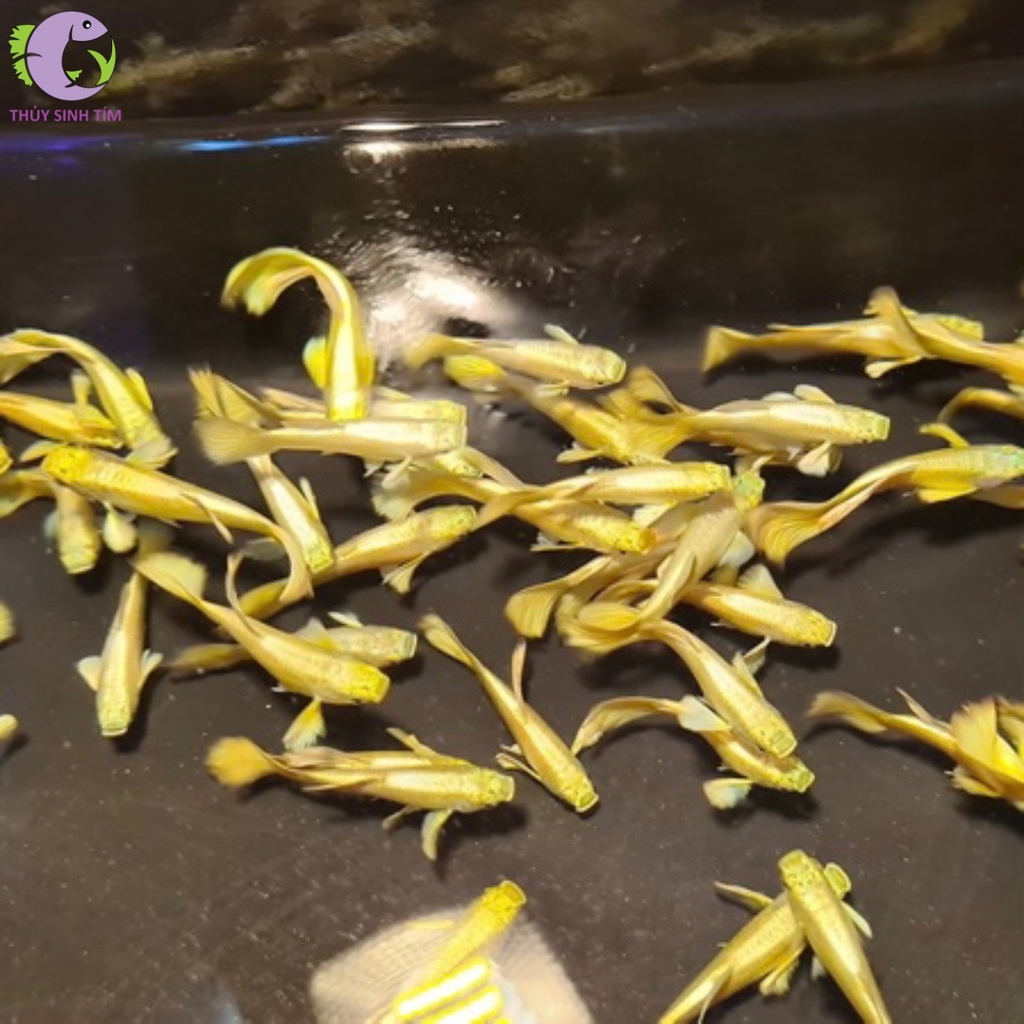 Cá Bảy Màu Full Gold Ribbon | Thủy Sinh Tím