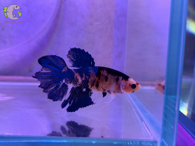 ca betta duc 1