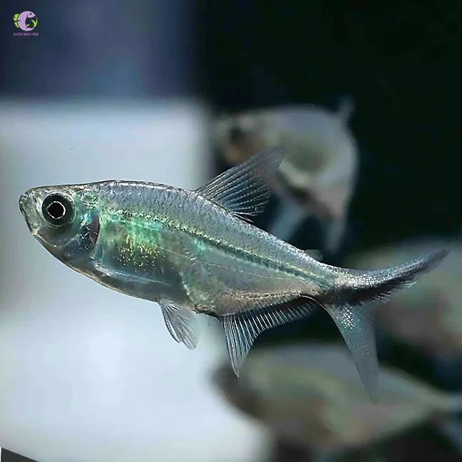 Cá Cắt Kéo-3