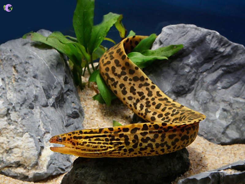 Cá Chình Nước Ngọt - 1