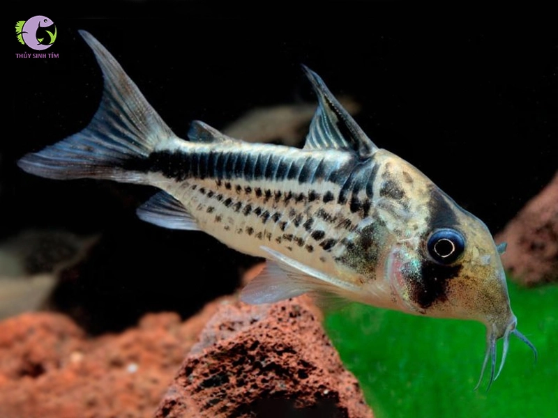 Cá Chuột Loxozonus-1