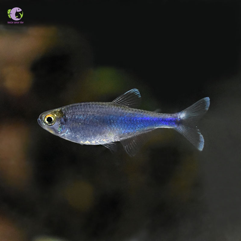 Cá Cochu Tetra-3