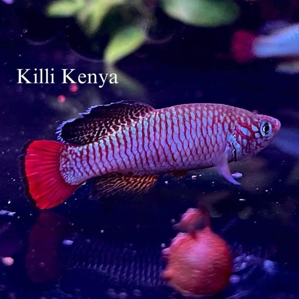 Cá Killi Kenya | Thủy Sinh Tím