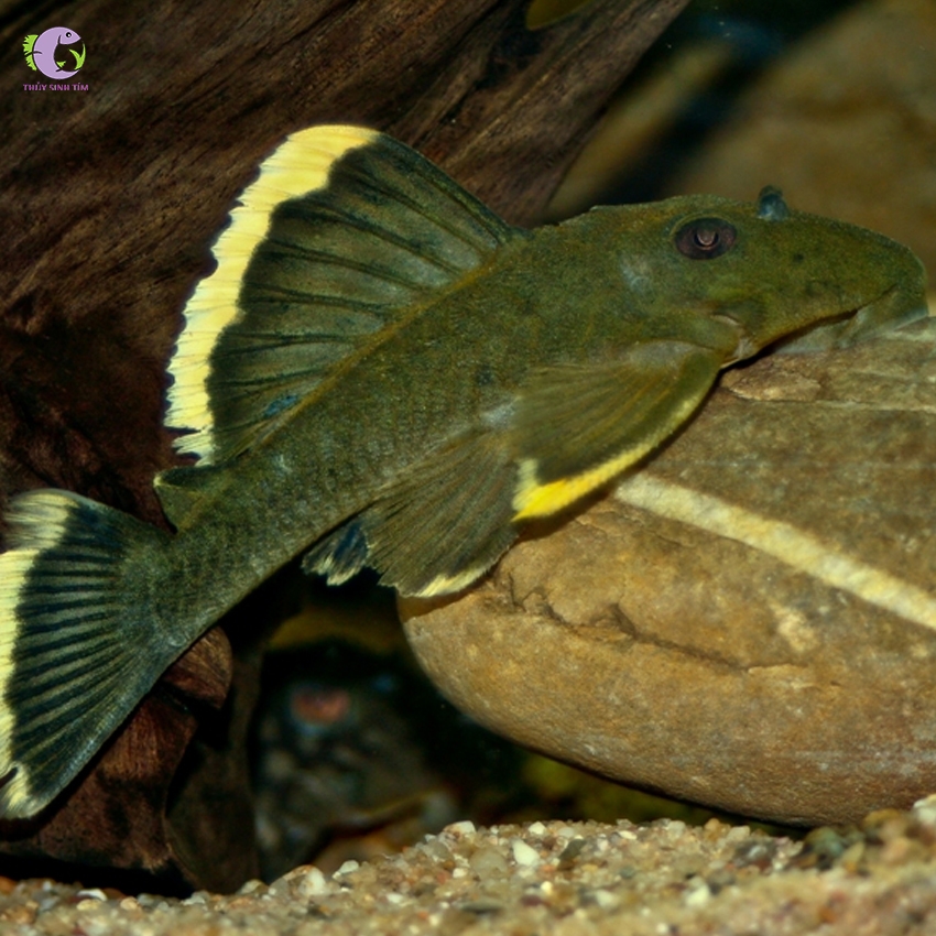 Cá L047 Mango Pleco-3