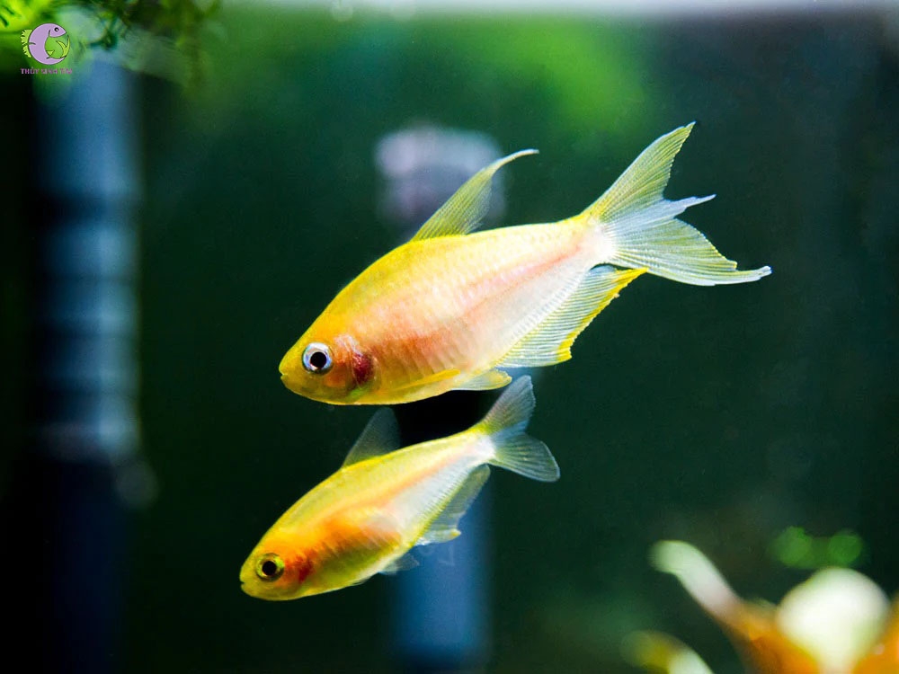 Top 10+ loại Cá Neon cực đẹp phổ biến hiện nay